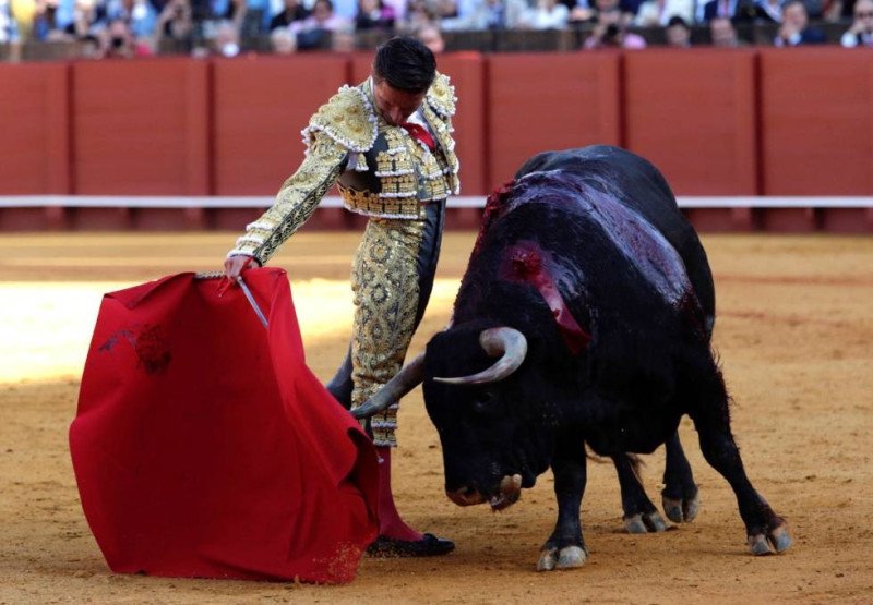 ¿Espectáculo cultural o sufrimiento animal?
